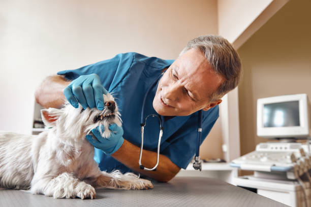 Best Urgent Tooth Repair  in Show Low, AZ